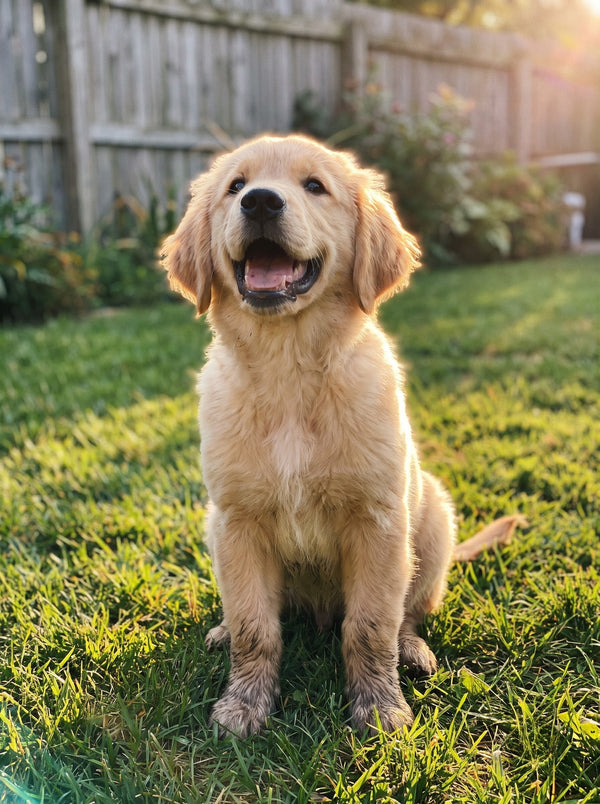 Example photo of a pet